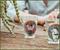 Disney Nightmare Before Christmas Day of the Dead Mini Shot Glasses | Set of 4